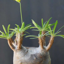 Pachypodium rosulatum subsp. gracilius (Elephant's Foot Plant)