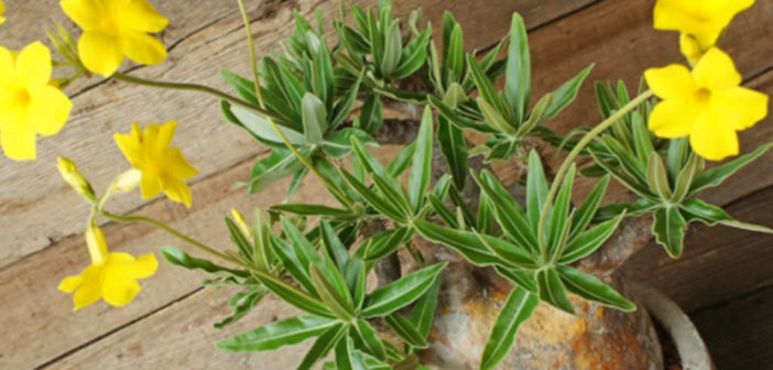 VCD Pachypodium Gracilius MONOTONE／G.I.D MEDICOM TOY - VCD Pachypodium Gracilius MONOTONE／G.I.D.