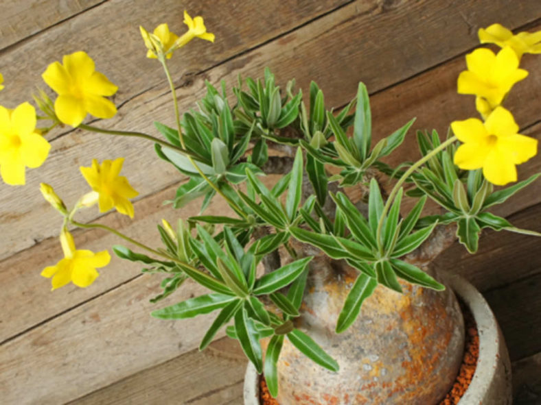 Pachypodium rosulatum subsp. gracilius - World of Succulents