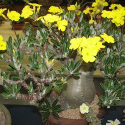 Pachypodium rosulatum subsp. gracilius (Elephant's Foot Plant)