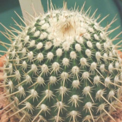 Parodia mueller-melchersii aka Notocactus mueller-melchersii