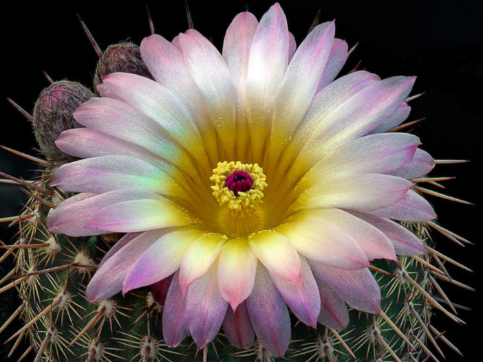 Parodia mueller-melchersii aka Notocactus mueller-melchersii