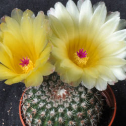 Parodia mueller-melchersii aka Notocactus mueller-melchersii
