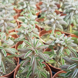 Peperomia asperula