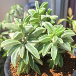 Peperomia asperula