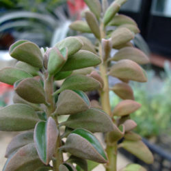 Peperomia asperula