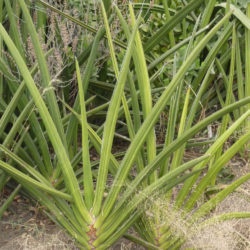 Sansevieria ehrenbergii (Blue Sansevieria)