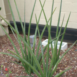 Sansevieria ehrenbergii (Blue Sansevieria)
