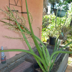 Sansevieria ehrenbergii (Blue Sansevieria)