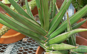 Sansevieria ehrenbergii (Blue Sansevieria) Sansevieria ehrenbergii (Blue Sansevieria)