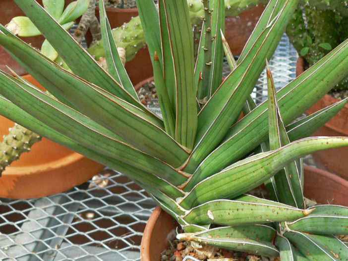 Sansevieria ehrenbergii (Blue Sansevieria)