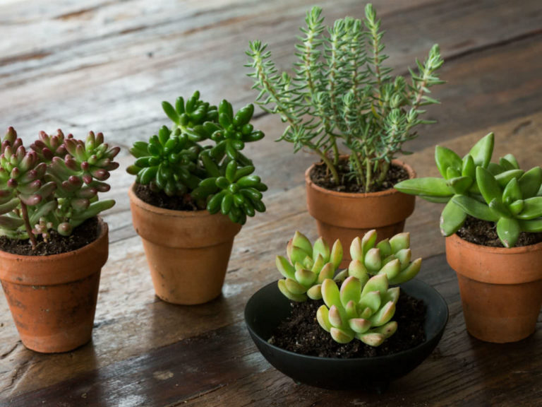 How to Grow and Care for Sedum Indoors | World of Succulents