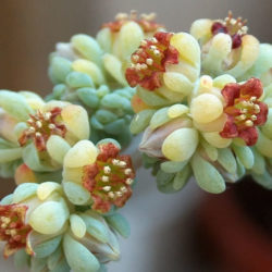 Sedum commixtum aka Sedum 'Comic Tom'