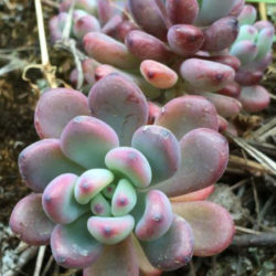 Sedum commixtum aka Sedum 'Comic Tom'