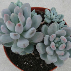 Sedum commixtum aka Sedum 'Comic Tom'