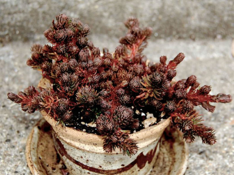 Sedum polytrichoides 'Chocolate Ball' (Chocolate Ball Stonecrop)