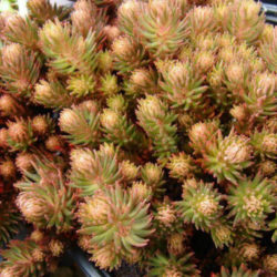 Sedum polytrichoides 'Chocolate Ball' (Chocolate Ball Stonecrop)