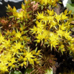 Sedum polytrichoides 'Chocolate Ball' (Chocolate Ball Stonecrop)