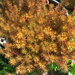 Sedum polytrichoides 'Chocolate Ball' (Chocolate Ball Stonecrop)