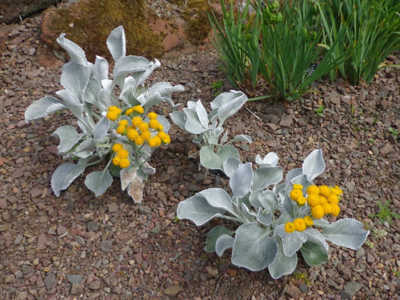 Senecio candicans (Sea Cabbage)