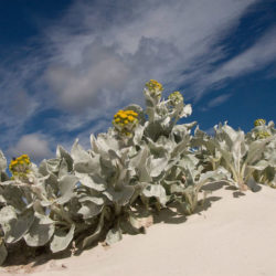 Senecio candicans (Sea Cabbage)