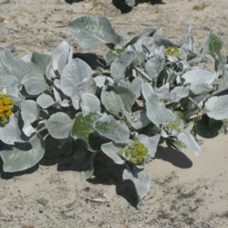 Senecio candicans (Sea Cabbage)