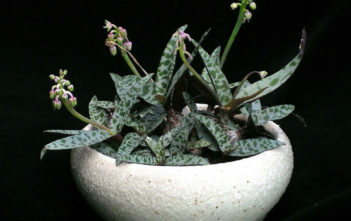 How to Grow and Care for a Silver Squill Silver Squill