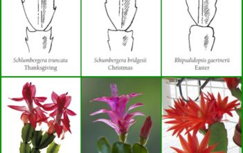 Is it a Thanksgiving, Christmas or Easter Cactus? Thanksgiving, Christmas or Easter Cactus