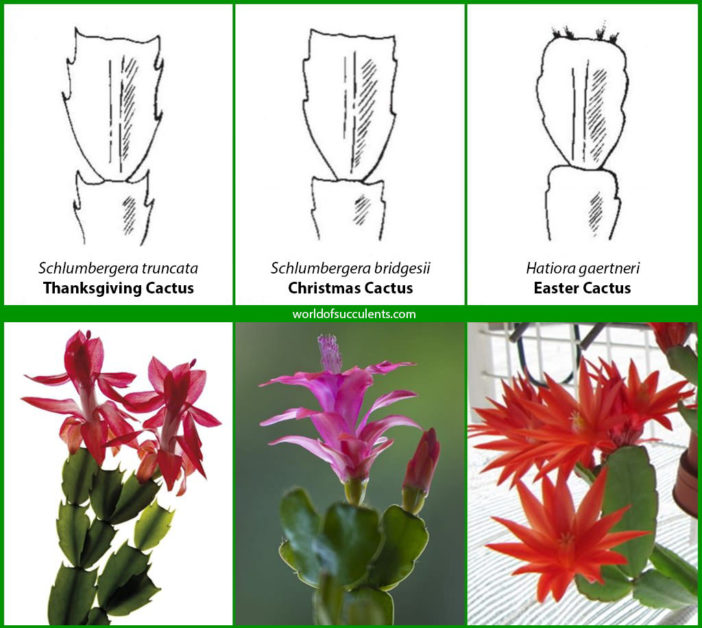 Holiday Cacti (Thanksgiving, Christmas or Easter Cactus)