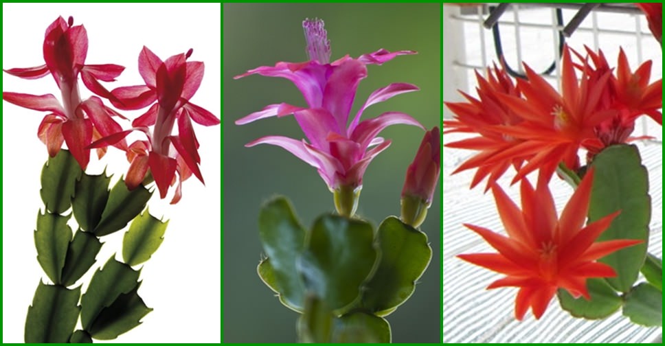 Is It A Thanksgiving Christmas Or Easter Cactus World Of Succulents