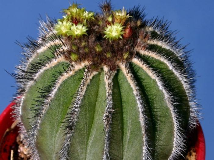 Uebelmannia pectinifera