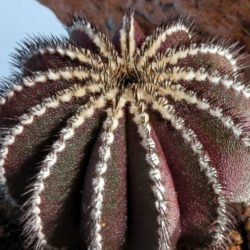 Uebelmannia pectinifera