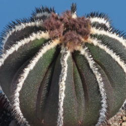 Uebelmannia pectinifera