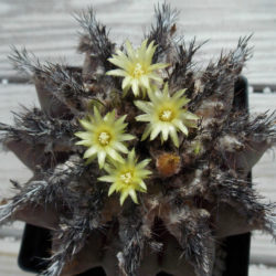 Uebelmannia pectinifera