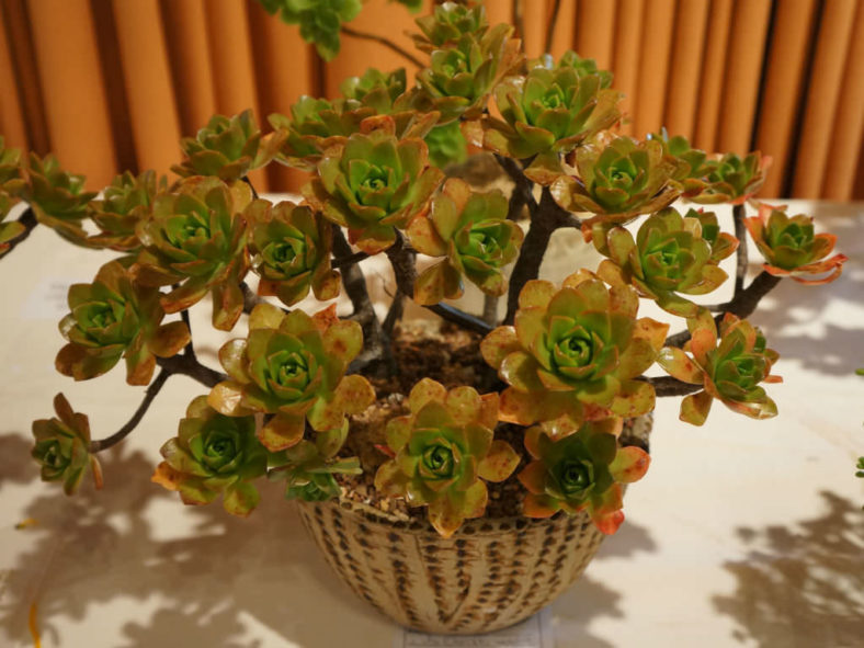 Aeonium 'Bronze Medal'