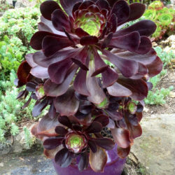 Aeonium 'Voodoo' (Giant Red Aeonium)