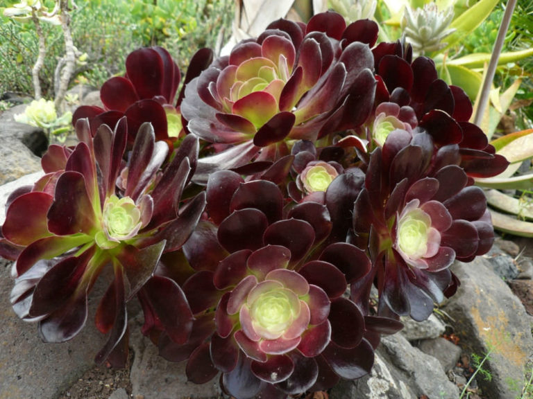 Aeonium 'Voodoo' (Giant Red Aeonium) - World of Succulents