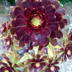 Aeonium 'Voodoo' (Giant Red Aeonium) - World of Succulents