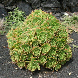 Aeonium lancerottense