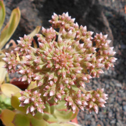 Aeonium lancerottense
