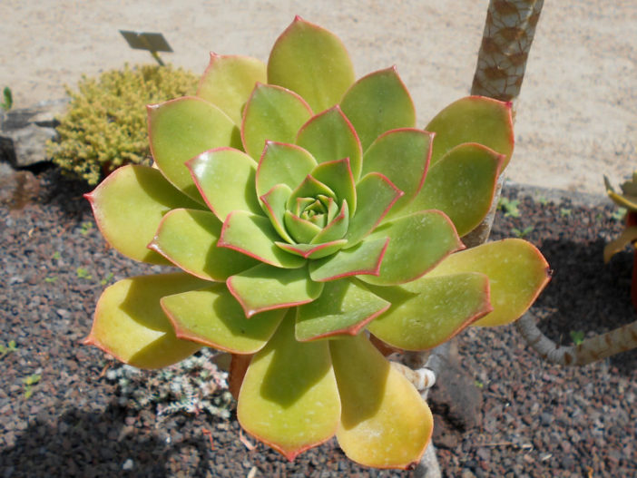 Aeonium lancerottense