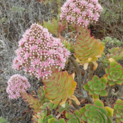 Aeonium lancerottense