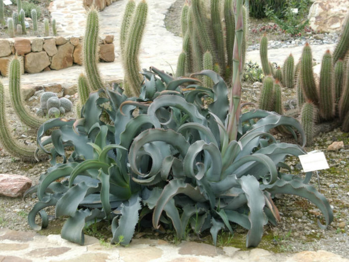 Agave gypsophila (Gypsum Century Plant)