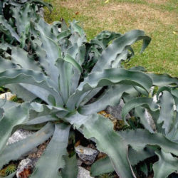 Agave gypsophila (Gypsum Century Plant)