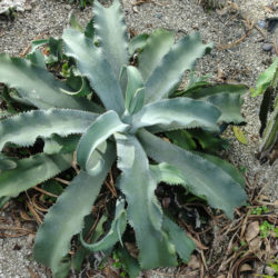 Agave gypsophila (Gypsum Century Plant)