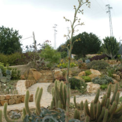 Agave gypsophila (Gypsum Century Plant)