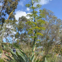 Agave valenciana (Giant Mezcal Agave)