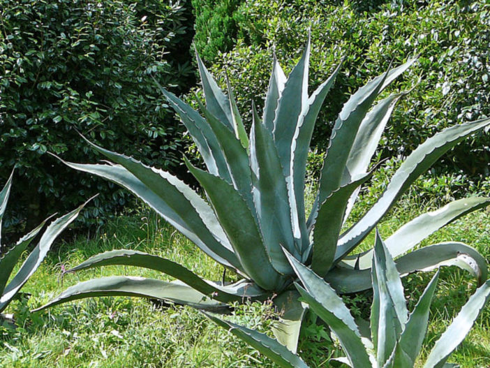 Agave valenciana (Giant Mezcal Agave)