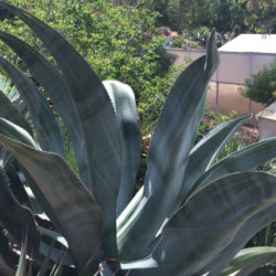 Agave valenciana (Giant Mezcal Agave)