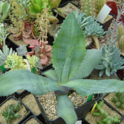 Agave valenciana (Giant Mezcal Agave)